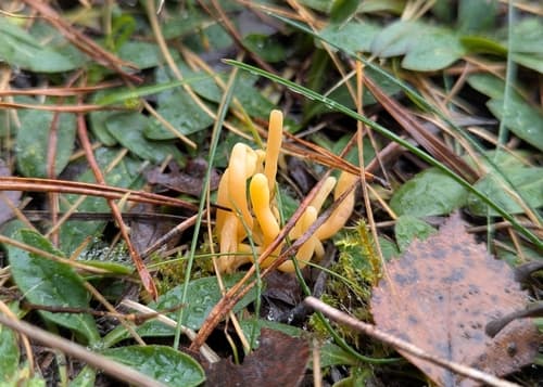 Clavulinopsis