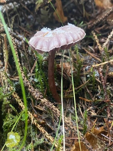 Lakówka ametystowa