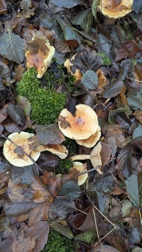 łuskwiak dwubarwny