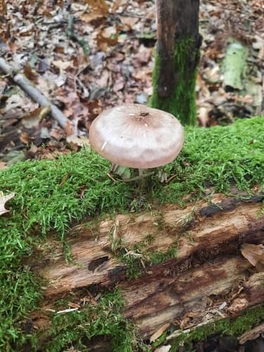Drobnołuszczak jeleni