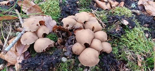 Kruchaweczka Namakająca