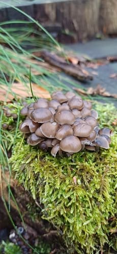 Grzybówka Dzwoneczkowata