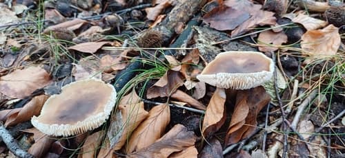Monetnica szarobrązowa