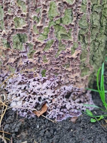 Chrząstkoskórnik purpurowy