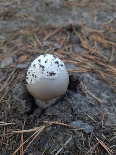 Amanita mairei