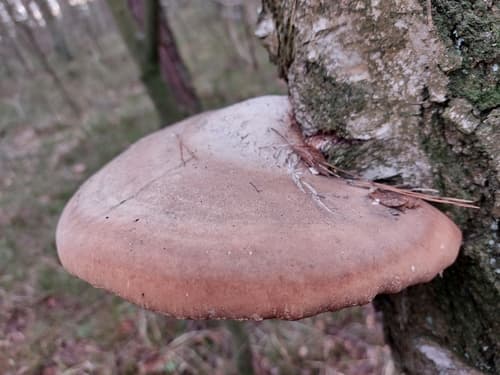Białoporek brzozowy