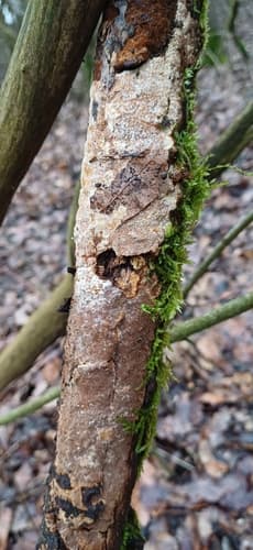 Rdzawoporka drobnopora