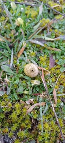 Tulostoma fimbriatum