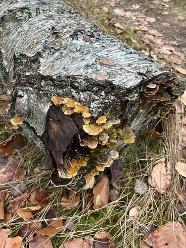 Wrośniak strefowany