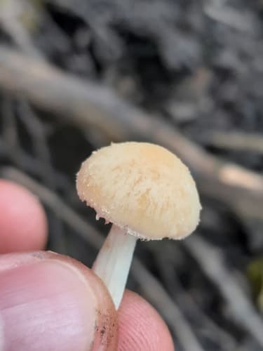 Kruchaweczka zaroślowa