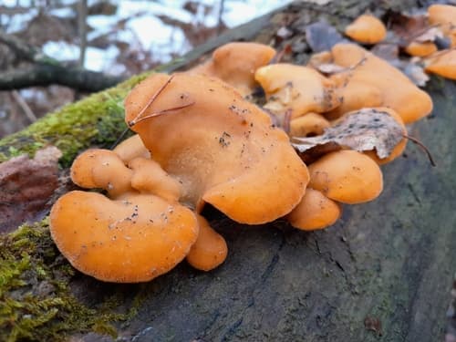 Boczniaczek pomarańczowożółty