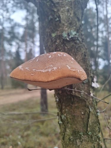 Białoporek brzozowy