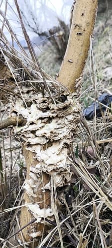 szaroporka odymiona