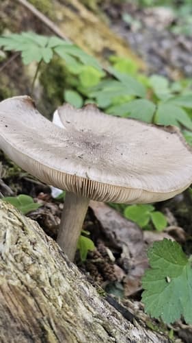 Pluteus