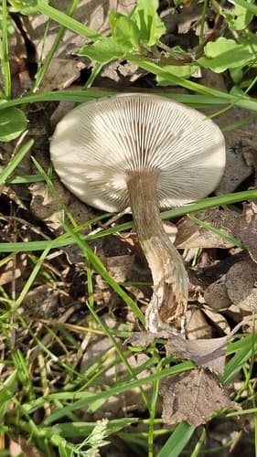 Ciemnobiałka ciemna