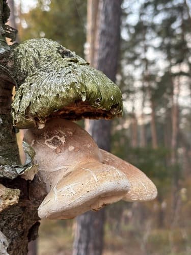 Białoporek brzozowy