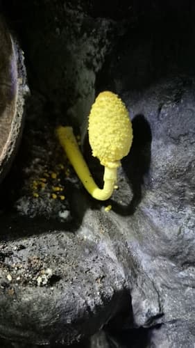Czubnik cytrynowy