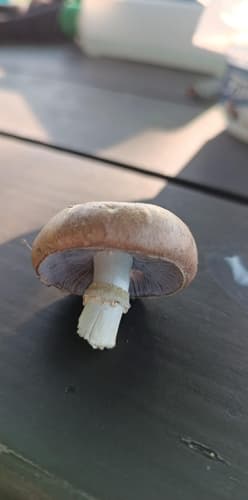 Pieczarka