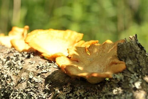 Żagiewka wielkopora