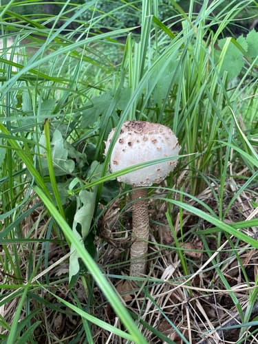 Czubajka kania