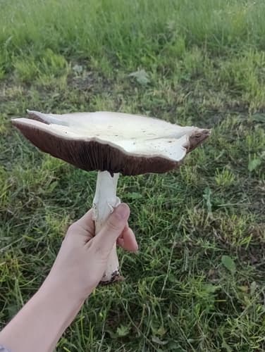 Pieczarka łąkowa