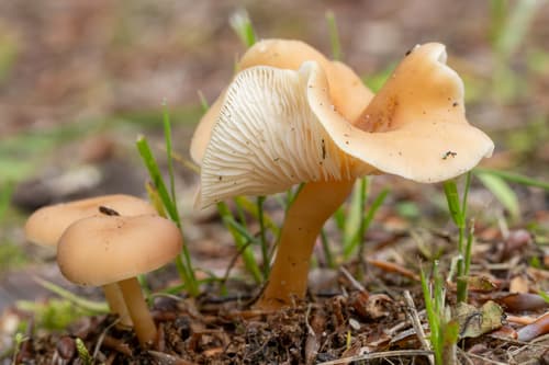 Gymnopus