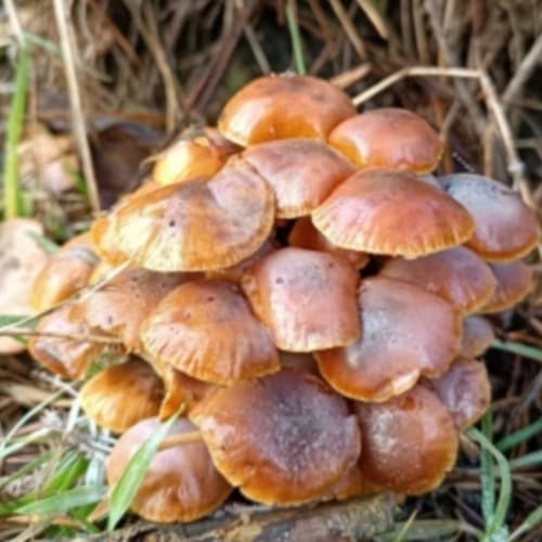 Płomiennica