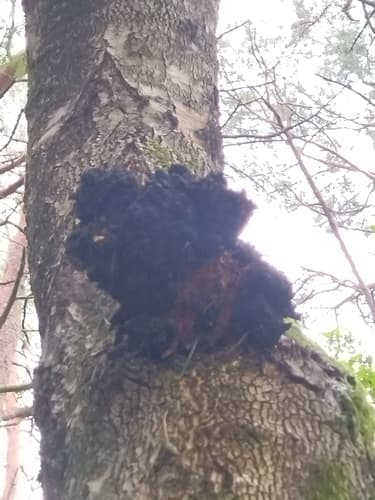 Błyskoporek podkorowy