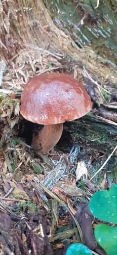 Podgrzybek brunatny