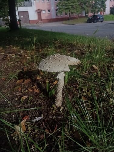 Amaniteae