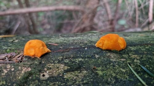 Aurantiporus