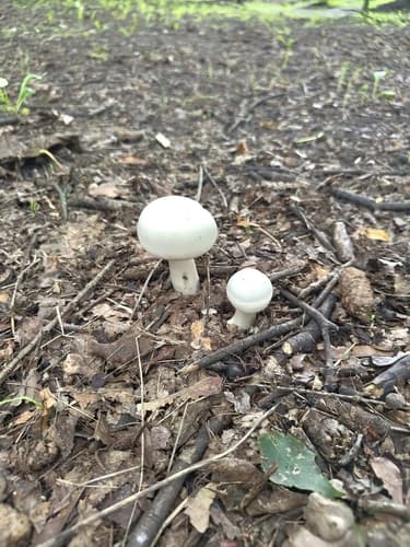 Pieczarkowce