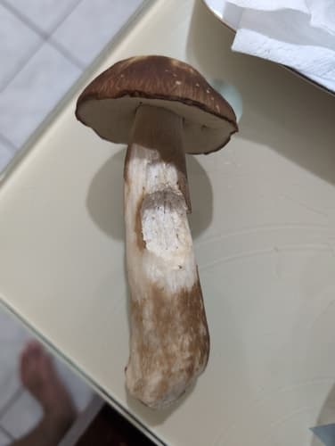 borowik usiatkowany