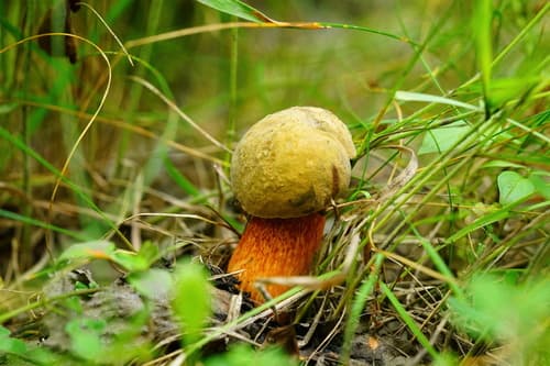 Modroborowik ponury