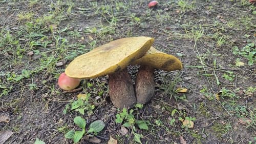 Modroborowik ponury