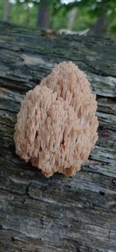 Świecznik rozgałęziony