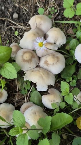 Kruchaweczka zaroślowa