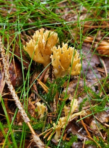 Koralówka zielonawa