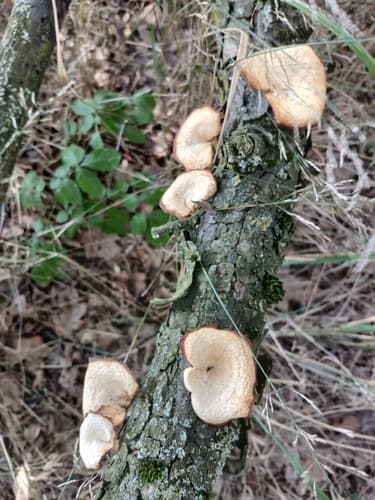 Białoporek brzozowy
