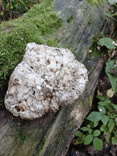 Białoporek brzozowy