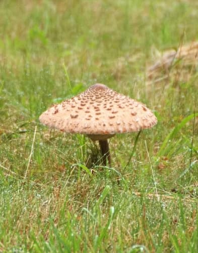 Czubajka
