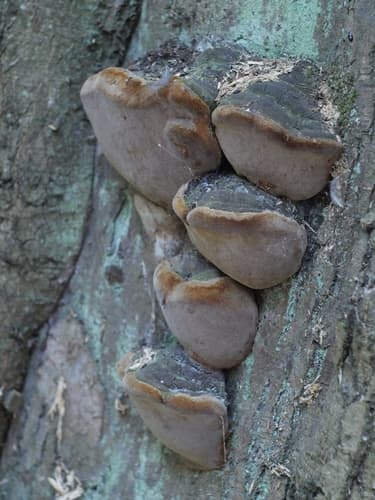 Fomitiporia