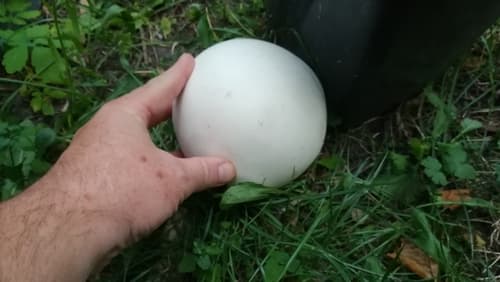 Czasznica olbrzymia