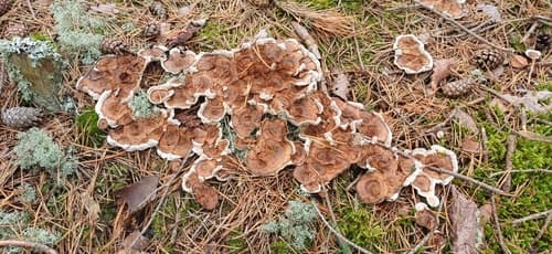 Korkoząb kieliszkowaty