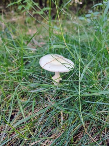 Muchomor cytrynowy