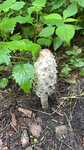 Czernidłak kołpakowaty