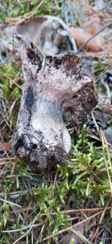 Boletopsis grisea