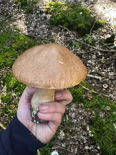 Borowik