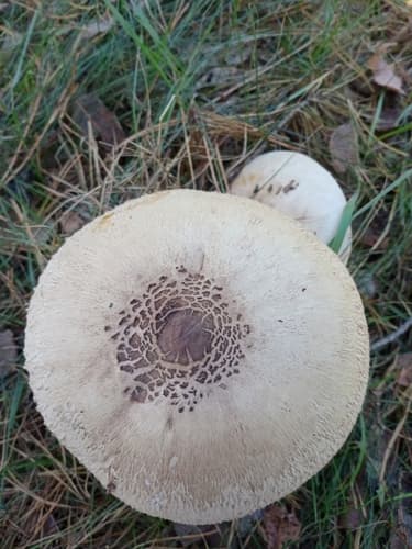 Czubajka