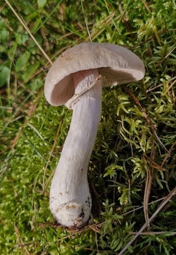 Płachetka zwyczajna